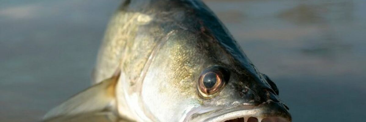 Ловля судака на резинку: секреты и техника рыбалки